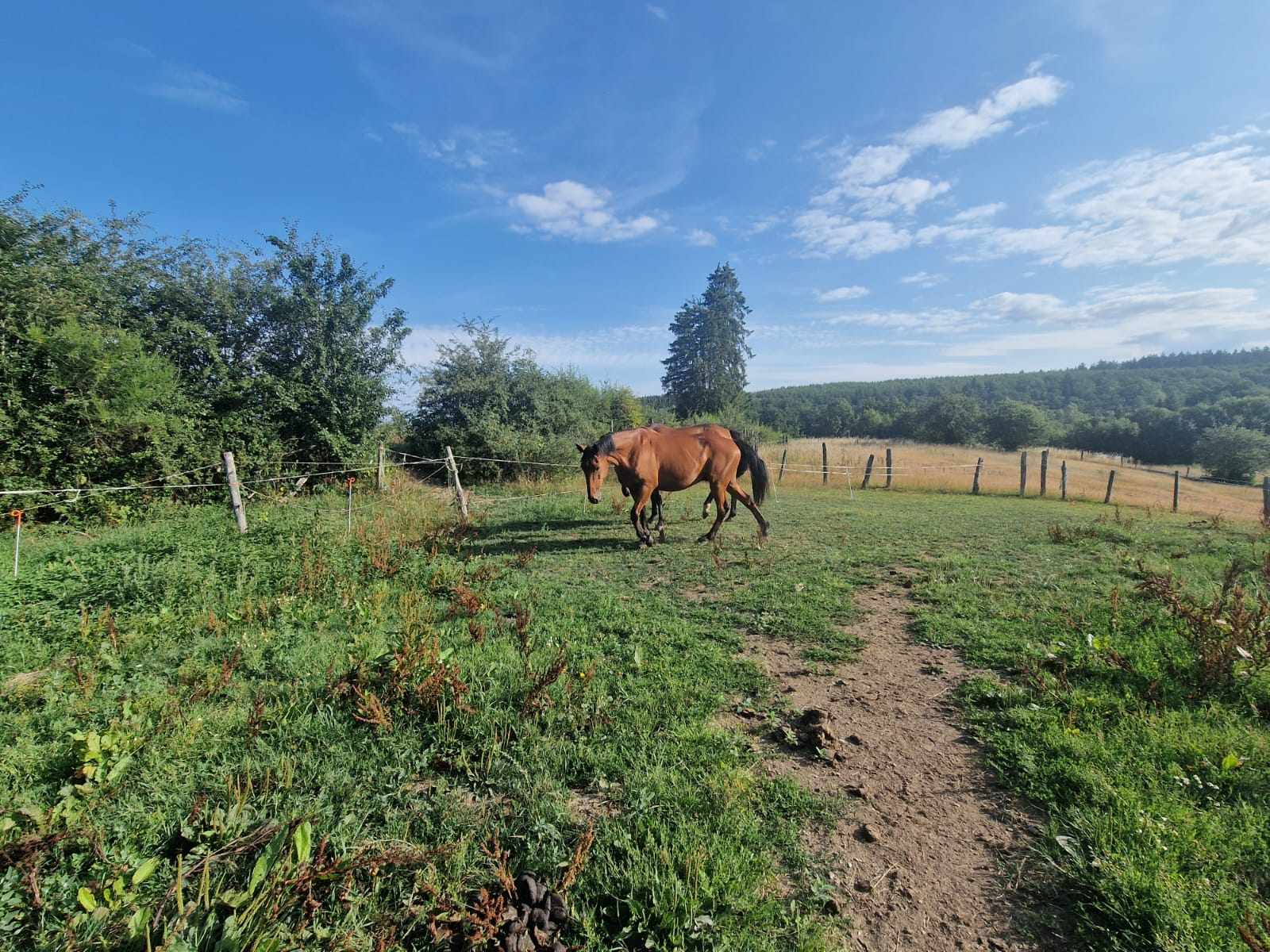 Photo du pré avec chevaux