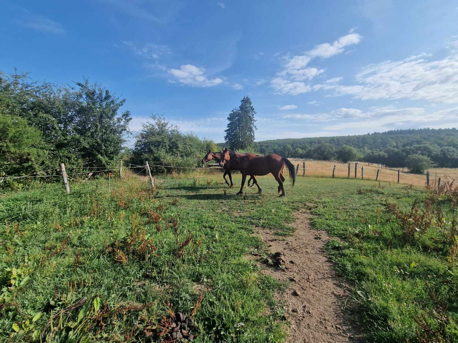 Photo du pré avec chevaux